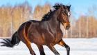 Varför drömmer du om en häst? Vad betyder det att se en springande häst i en dröm?