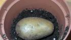 Картопля в ящику - як виростити мішок картоплі на квадратному метрі
